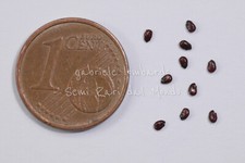 CUSCINO DELLA SUOCERA -