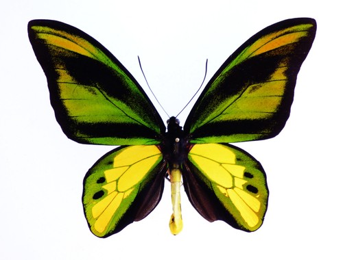 Ornithoptera chimera ssp