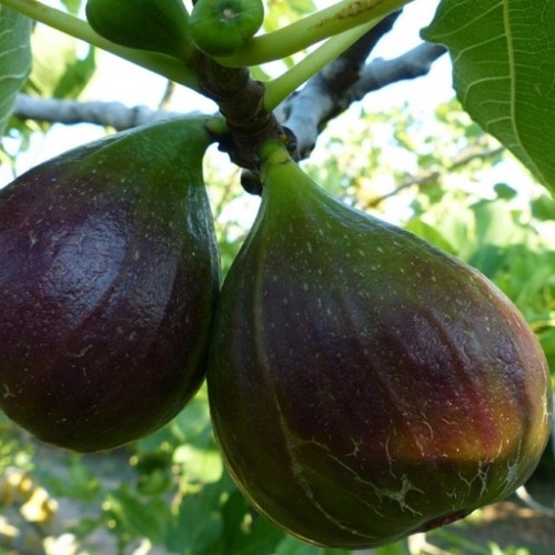 Pianta frutto fico domenico - pianta,