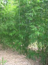 Graceful Bamboo - Bambusa