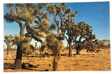 Joshua Trees Yucca Brevifolia