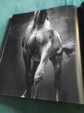 American Thoroughbred HORSE