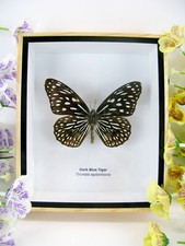 Dark Blue Tiger bellissima farfalla preparata - 3D - qualità museale