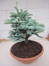 Abete argentato Wiesmoornixe -