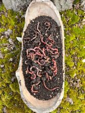 Lombrichi rossi californiani e