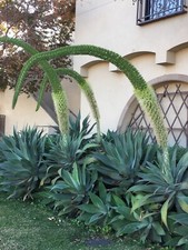 Agave Attenuata FOX TAIL
