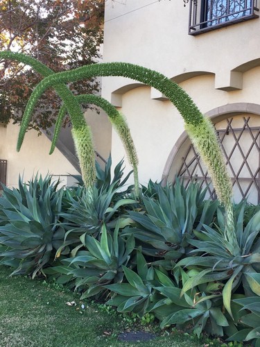 Agave attenuata fox tail - fox,