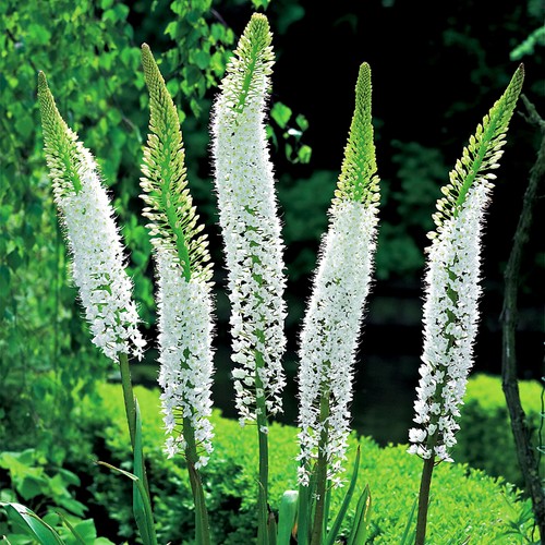 Eremurus coda volpe white - eremurus, di