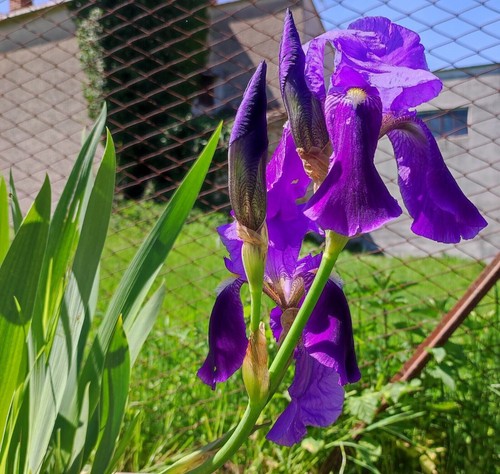 Rizomi bulbi iris - rizomi,