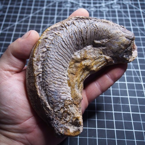 Pesce predatore fossile