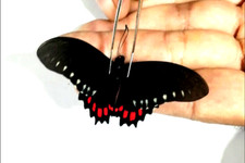 papilio mimoides phaon ssp