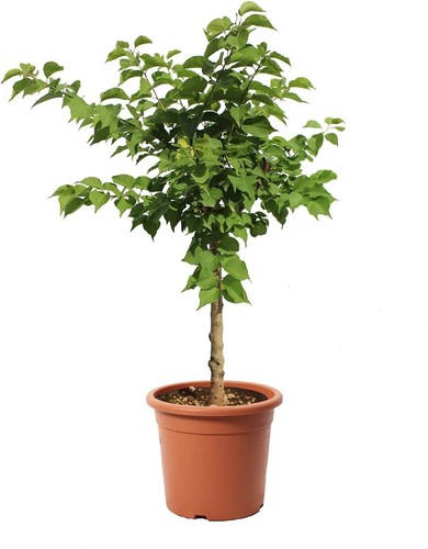 Alberello albicocco nano - alberello,