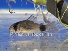 Healthy Panda Cory –
