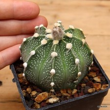 Astrophytum superkabuto Vaso 7