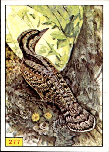 Figurina uccelli panini - figurina, ed.panini