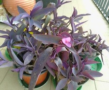 La pianta della Miseria