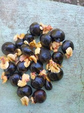 Autentici semi ackee - di,