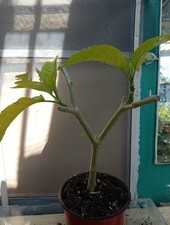 Brugmansia charles grimaldi - brugmansia, "charles