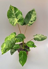 Homalomena White Marble