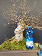 Pre Bonsai Olmo