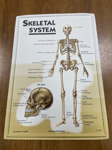 Grafici corpo umano sistema - umano, 3d