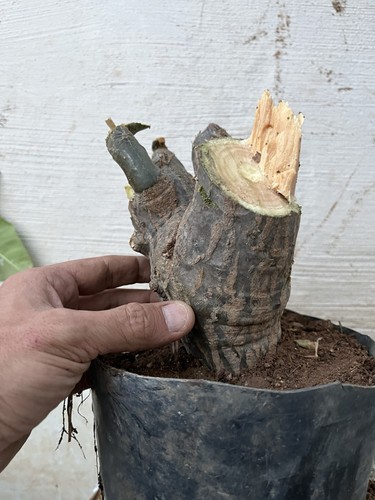 Bonsai plumeria mojito - bonsai,