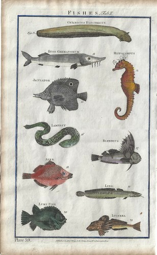 Stampa antica pesci storione - stampa,
