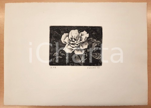 1991 luciani rosa - 1991,