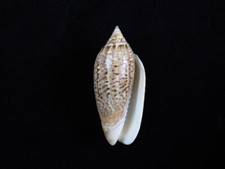 Sea shell Oliva spicata 53.8mm