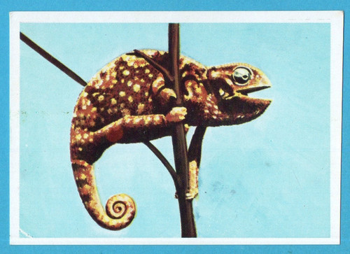 Animali tutto il - tutto,