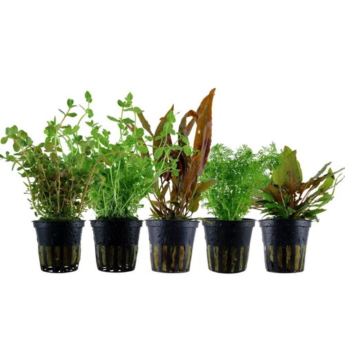 Piante set con mittelgrund - con, 5