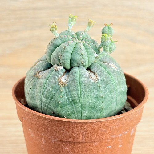 Euphorbia obesa pot - ,, cm