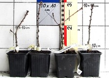 Quercus robur "Pectinata" /