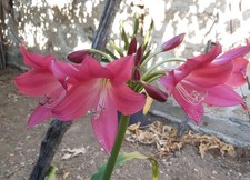 Crinum Rose Parade, bulbi