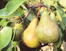 Pianta di Pero: varietà Pera