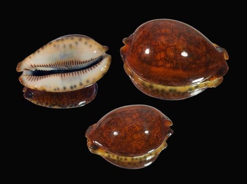 Cypraea mauritia grayana - cypraea,