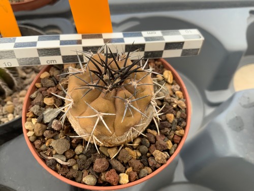 452 copiapoa spec lost label - spec.,