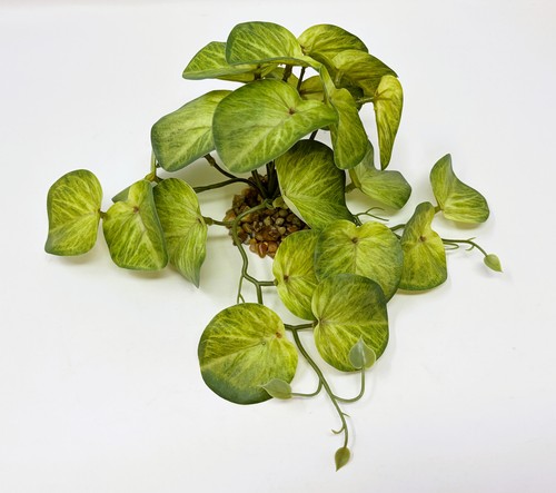 Vite patate variegata x - vite,