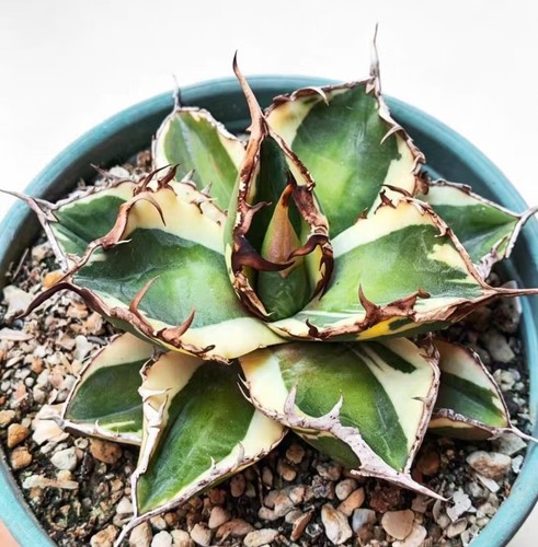 Rara pianta agave - rara,