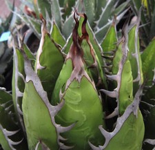 Agave purpusorum SEEDS -  -