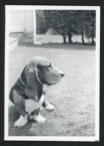Cute basset hound sitting - cute, in