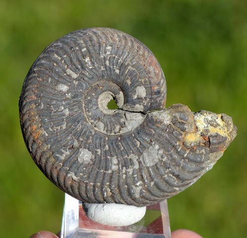 Fossile ammonite grammes - ammonite, 60