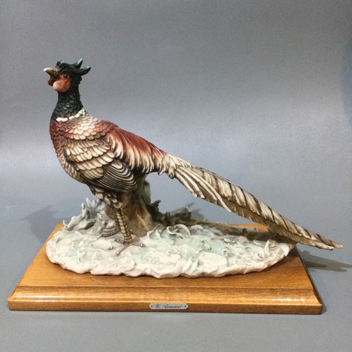 Fagiano armani capodimonte - g,