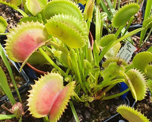 Dionaea muscipula south west - dionaea,
