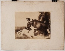 Caccia al cinghiale caccia