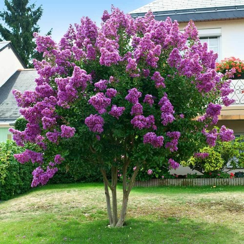 Lagerstroemia indica viola - indica,