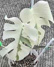 Sale2153 Monstera Borsigiana White Ghost Lava 1 seme