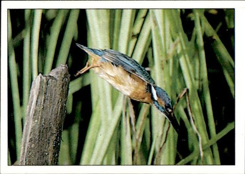 Figurina uccelli panini - figurina,