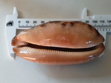 Conchiglia cypraea - conchiglia,