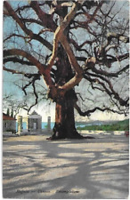 CARTOLINA DI CROAZIA ,RAGUSA - CANOSA RIESENPLATANE - DUBROVNIK - HRVATSKA  1913